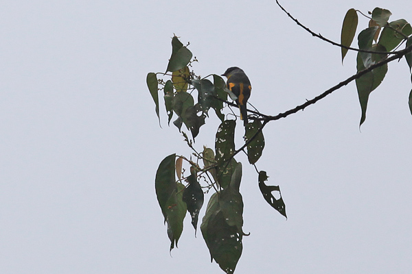 Grey-Chinned Minivet